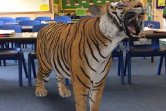 tiger-in-the-classroom