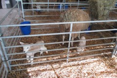 Rushall Farm Year 2